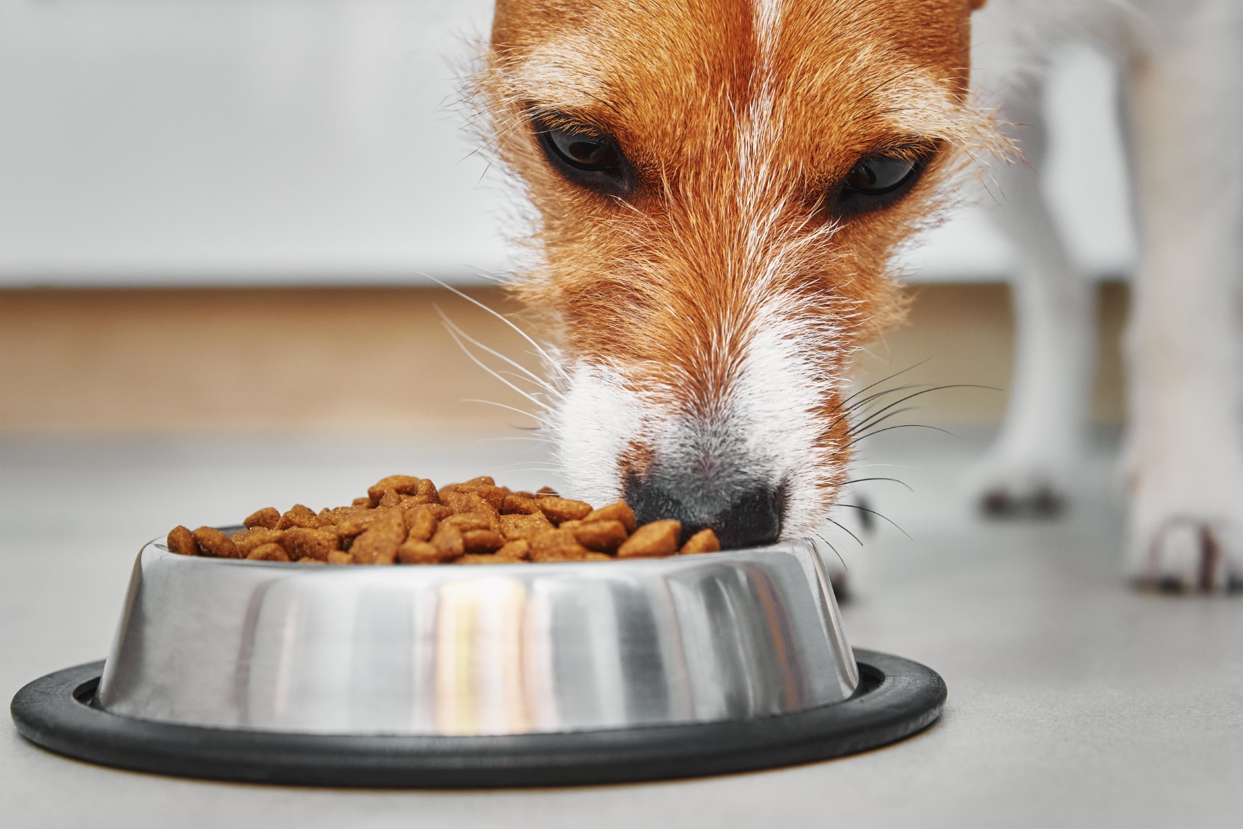 alimentacion sal animal